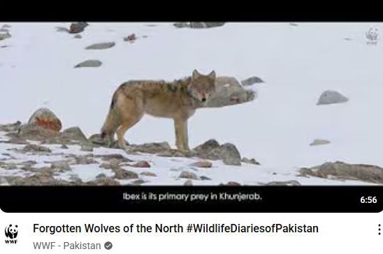 Forgotten Wolves of the North - Rowland Ward